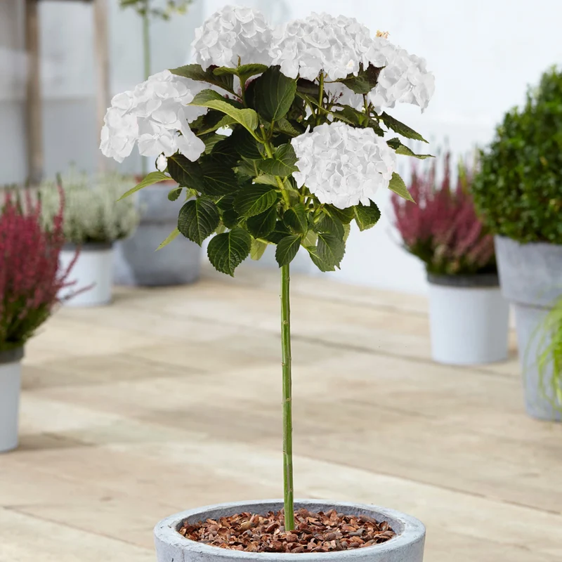Weiße Hortensie macrophylla Terrassenbaum