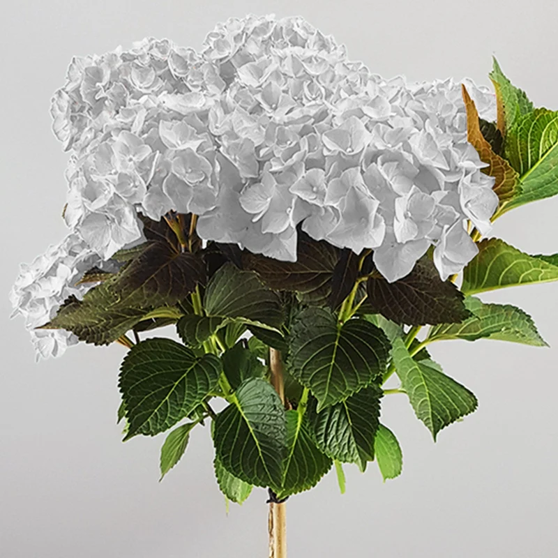 Weiße Hortensie macrophylla Terrassenbaum