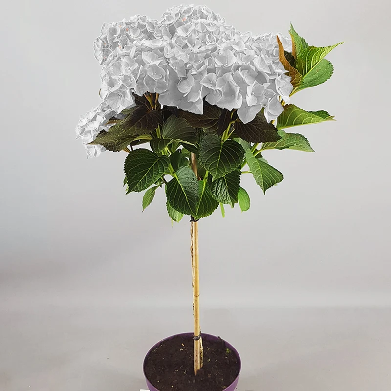 Weiße Hortensie macrophylla Terrassenbaum