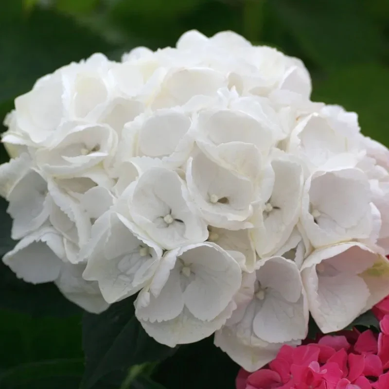 Weiße Hortensie macrophylla Terrassenbaum
