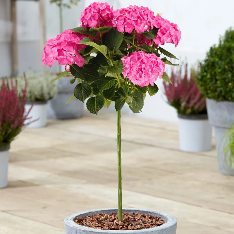 Rosa Hortensie macrophylla Terrassenbaum
