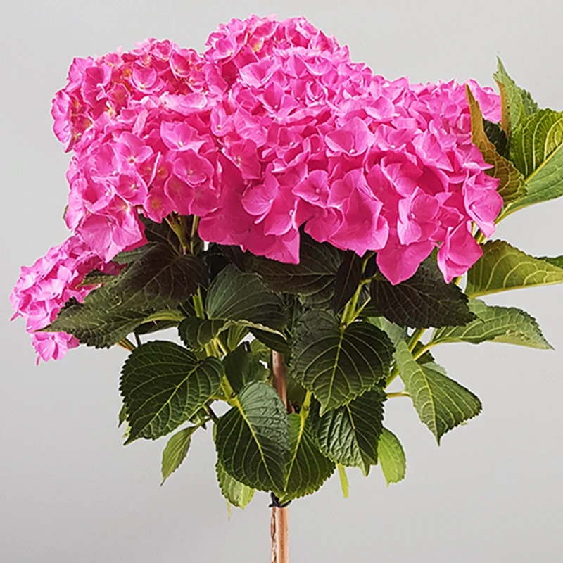 Rosa Hortensie macrophylla Terrassenbaum