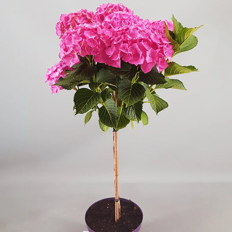 Rosa Hortensie macrophylla Terrassenbaum