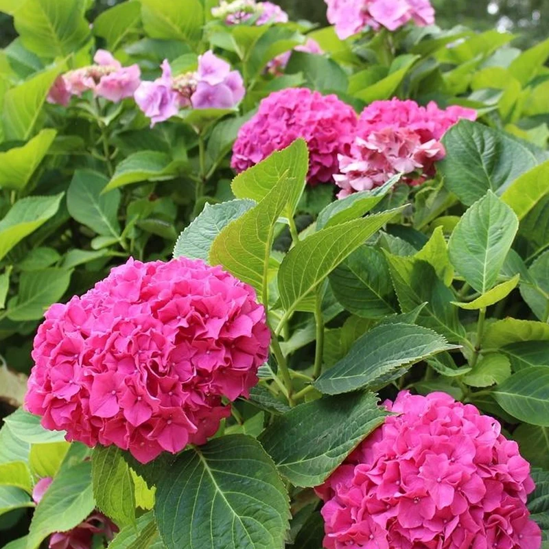 Rosa Hortensie macrophylla Terrassenbaum