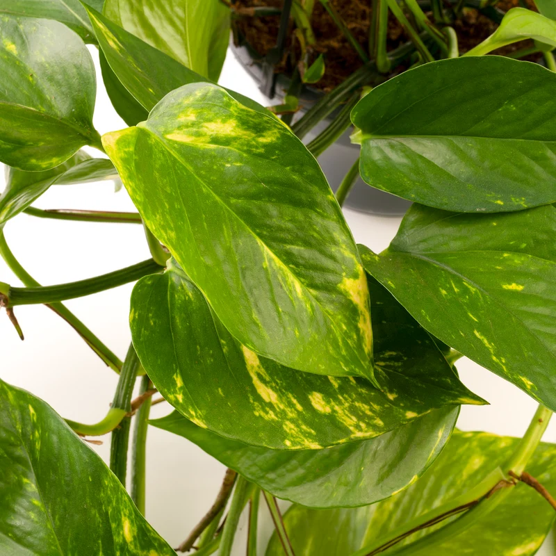 Epipremnum aureum