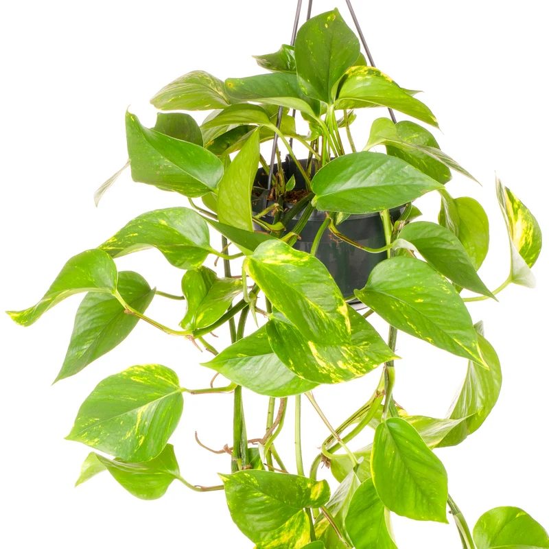 Epipremnum aureum
