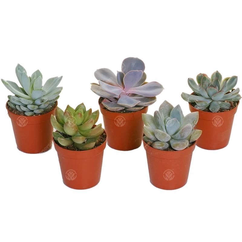 Echeveria-Mischung