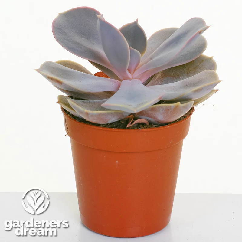 Echeveria-Mischung