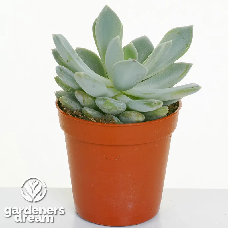 Echeveria-Mischung