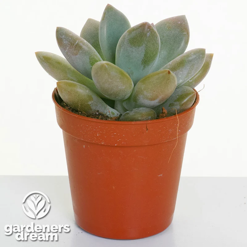 Echeveria-Mischung
