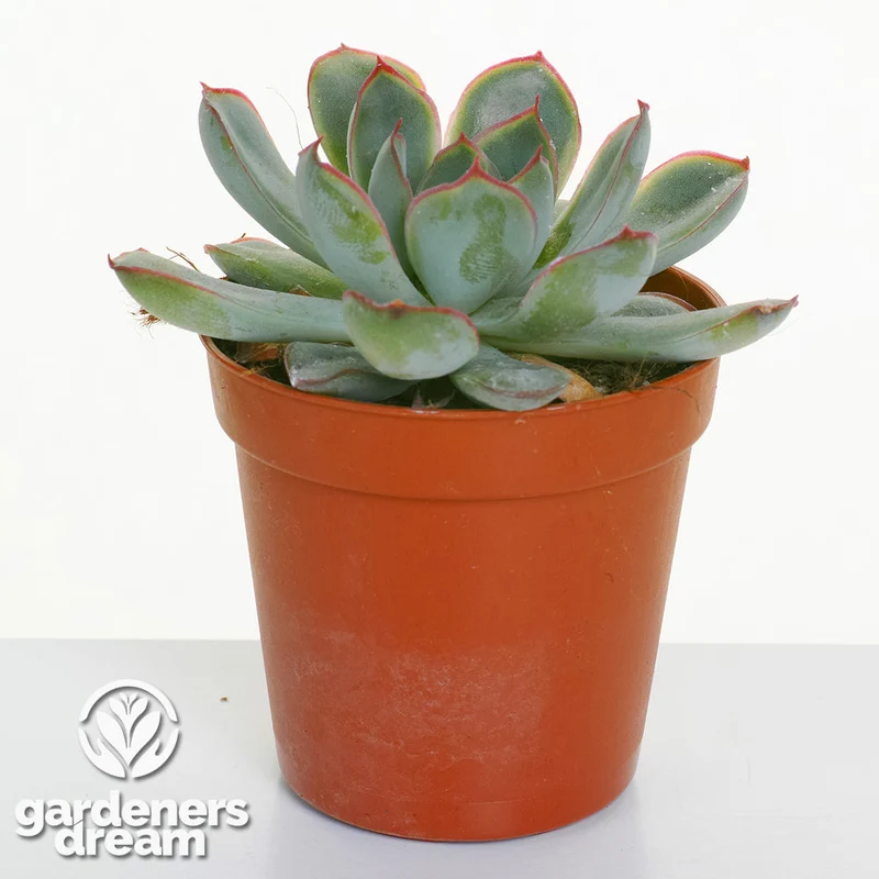 Echeveria-Mischung