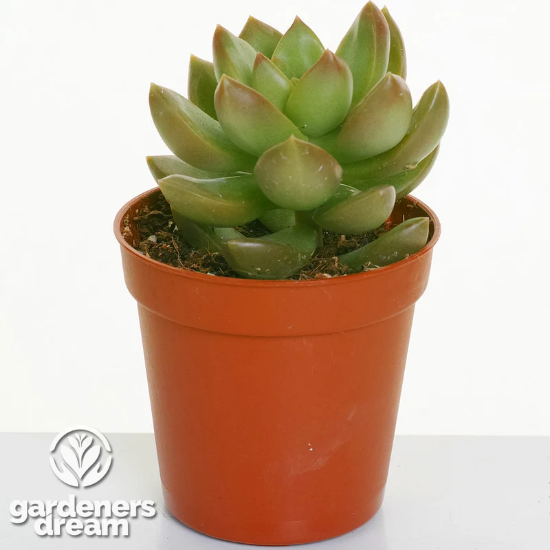 Echeveria-Mischung