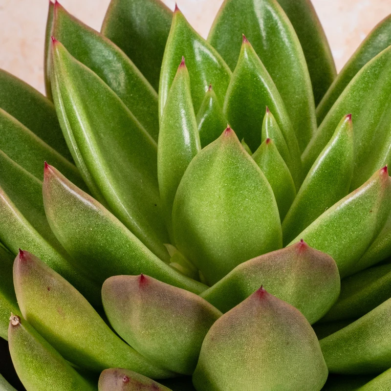Echeveria 'Miranda'