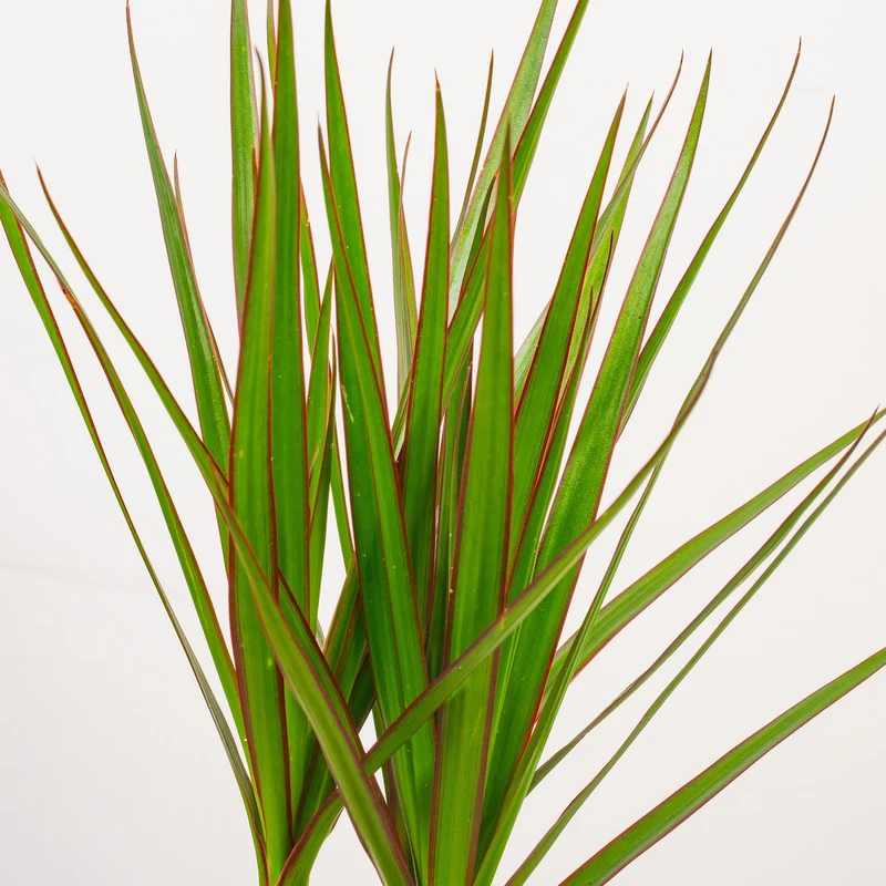 Dracaena marginata