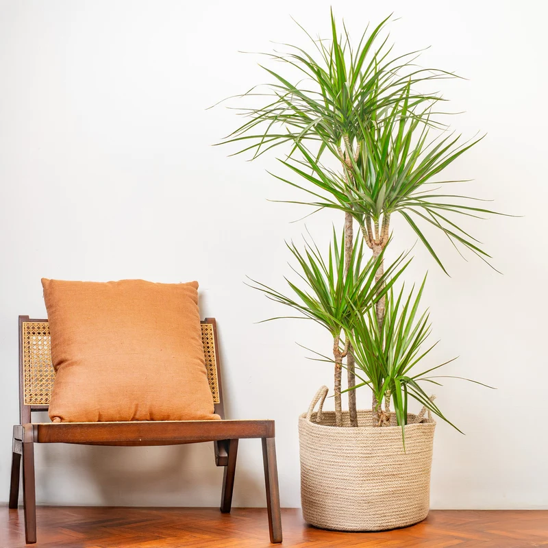 Dracaena marginata