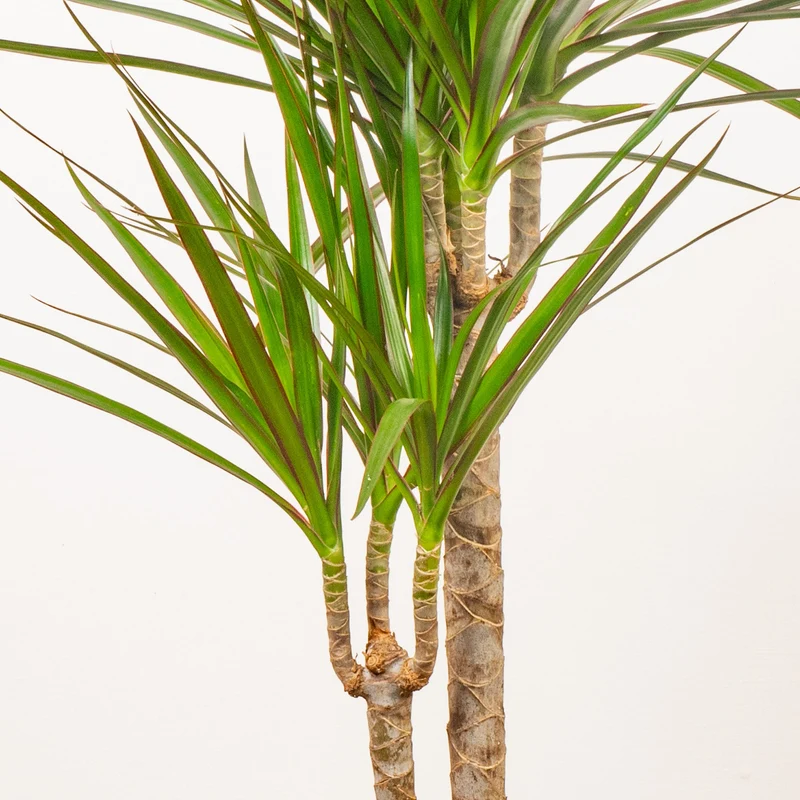 Dracaena marginata