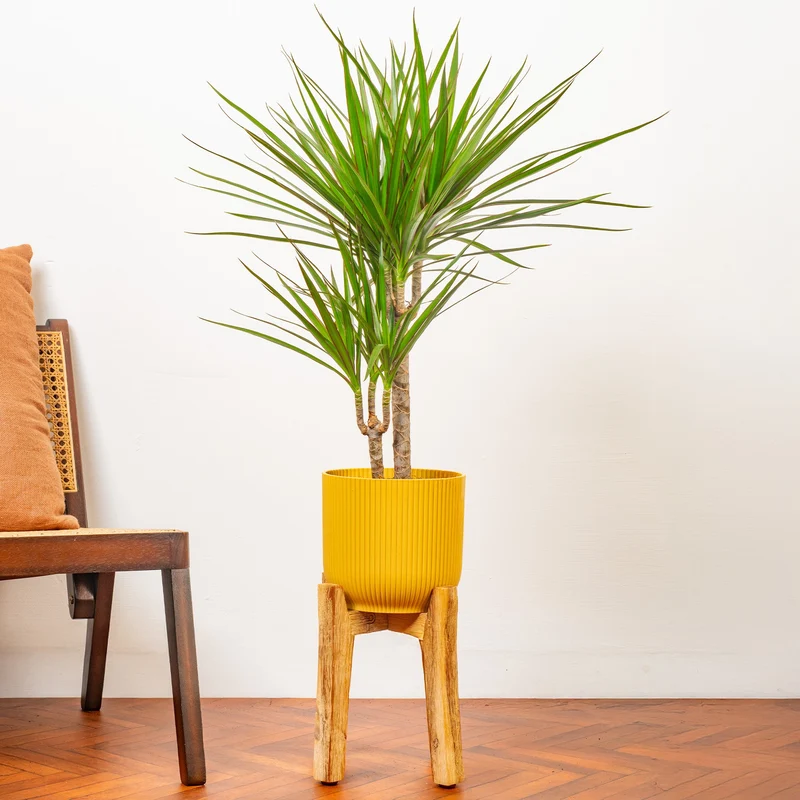 Dracaena marginata