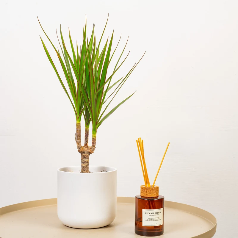 Dracaena marginata