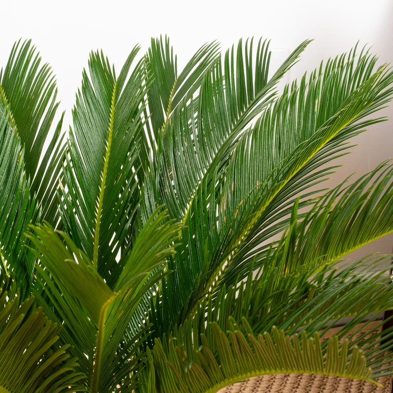Cycas revoluta