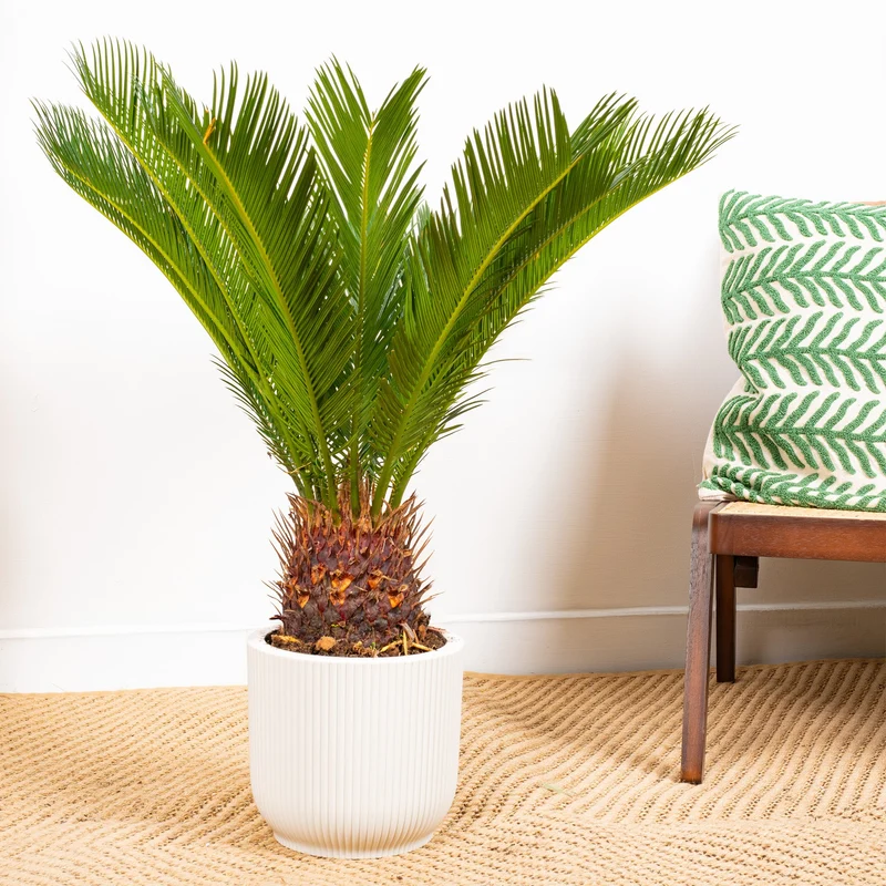 Cycas revoluta