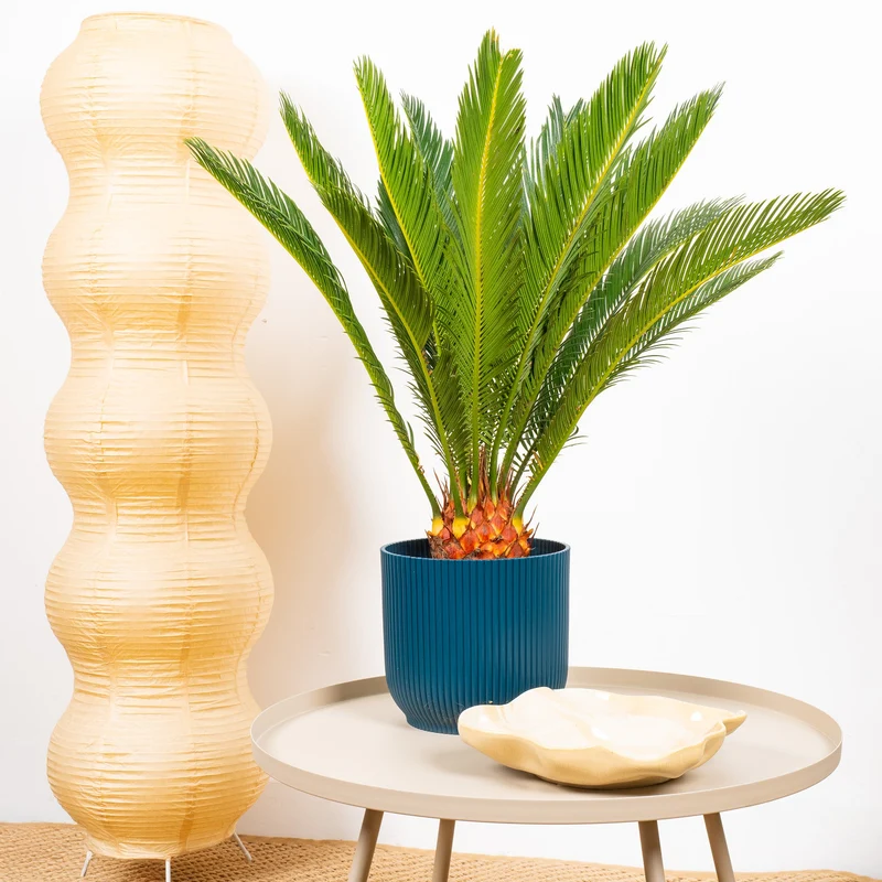 Cycas revoluta