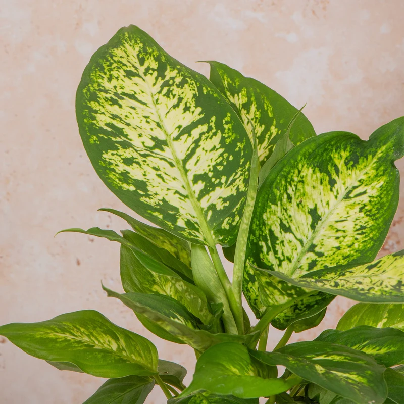 Dieffenbachia 'Camilla'