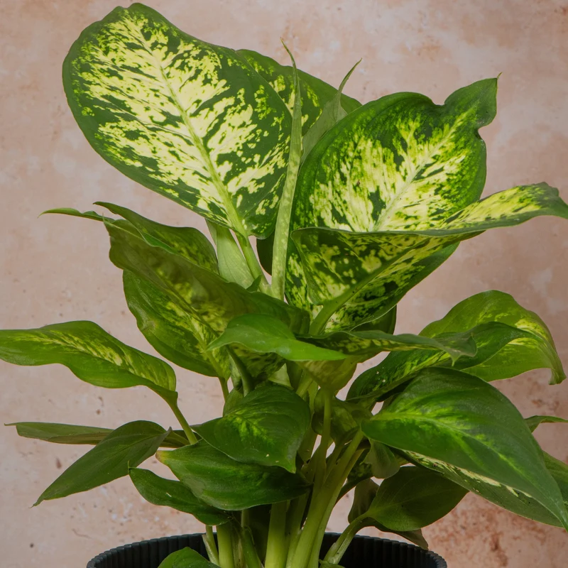 Dieffenbachia 'Camilla'
