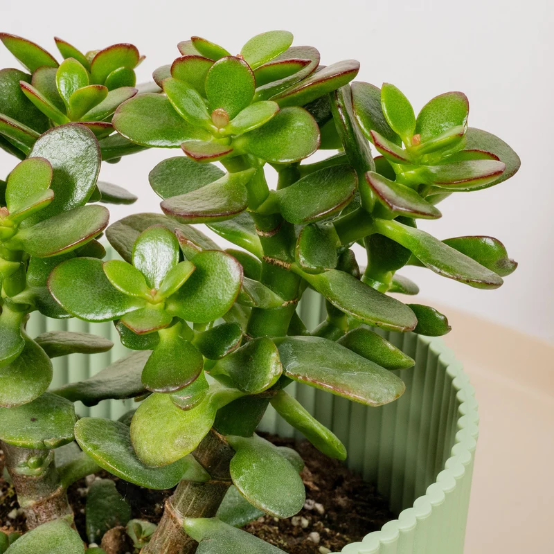 Crassula ovata