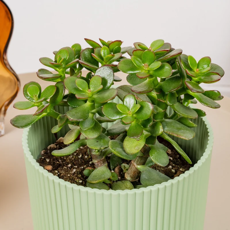 Crassula ovata
