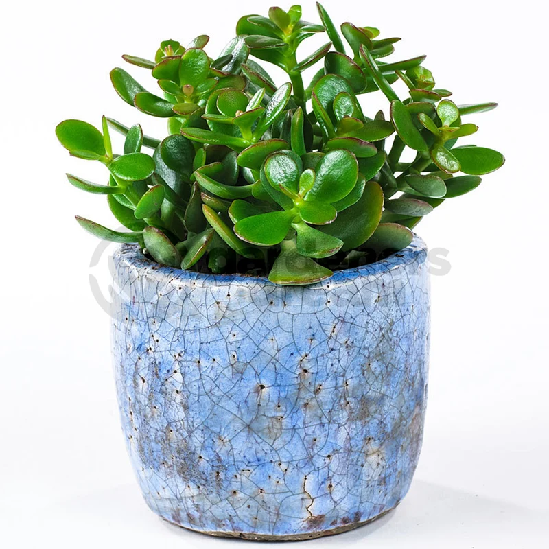 Crassula 'Minor'