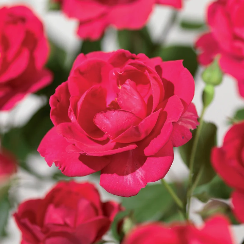 Rose 'Royal Queen'