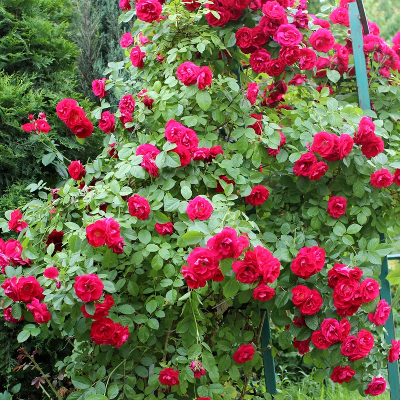 Rose 'Royal Queen'