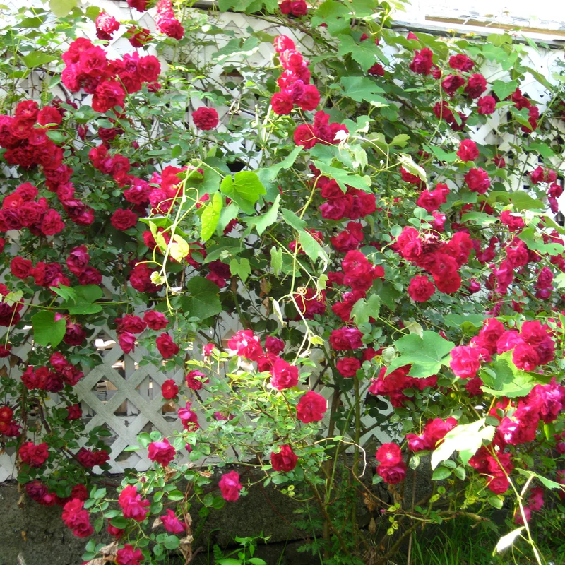 Rose 'Royal Queen'