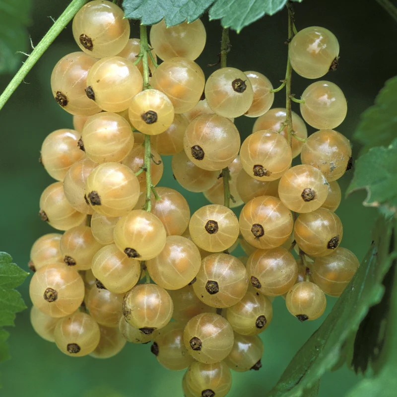 Weiße Johannisbeere 'Primus'