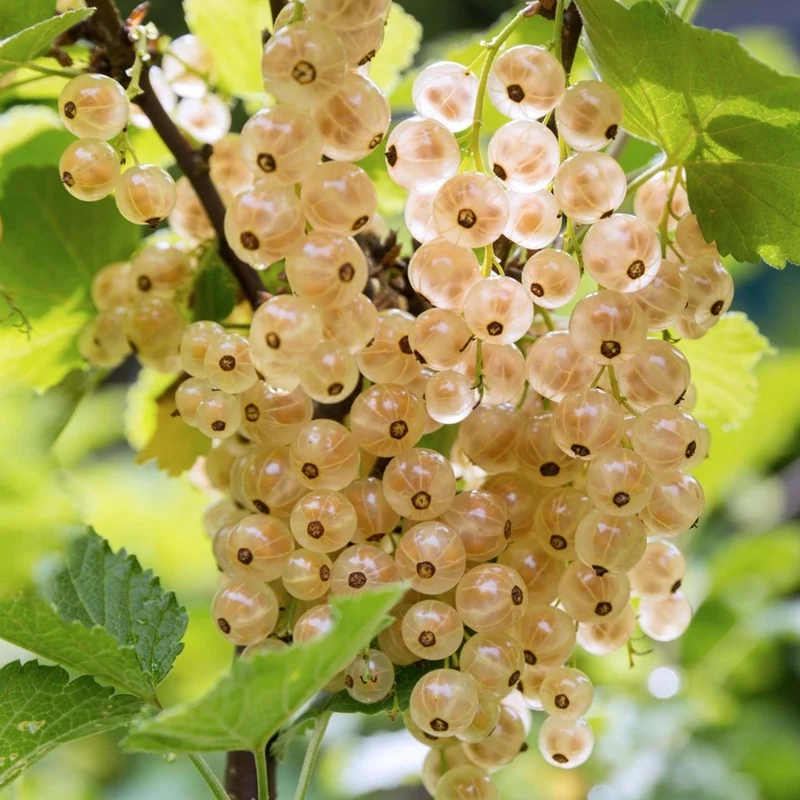 Weiße Johannisbeere 'Primus'