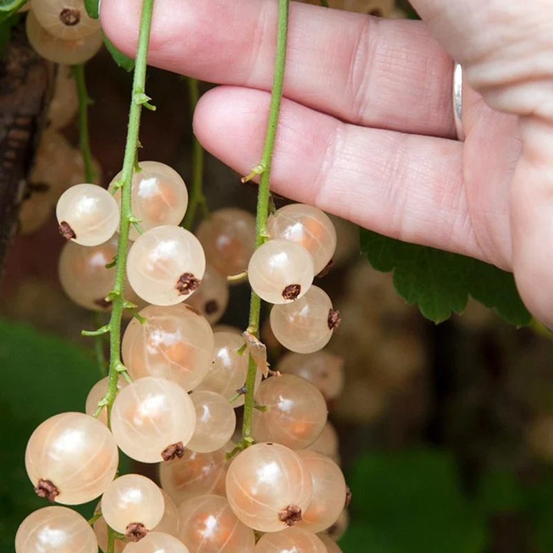 Weiße Johannisbeere 'Primus'