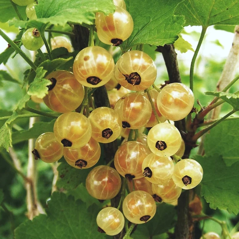 Weiße Johannisbeere 'Hollander'