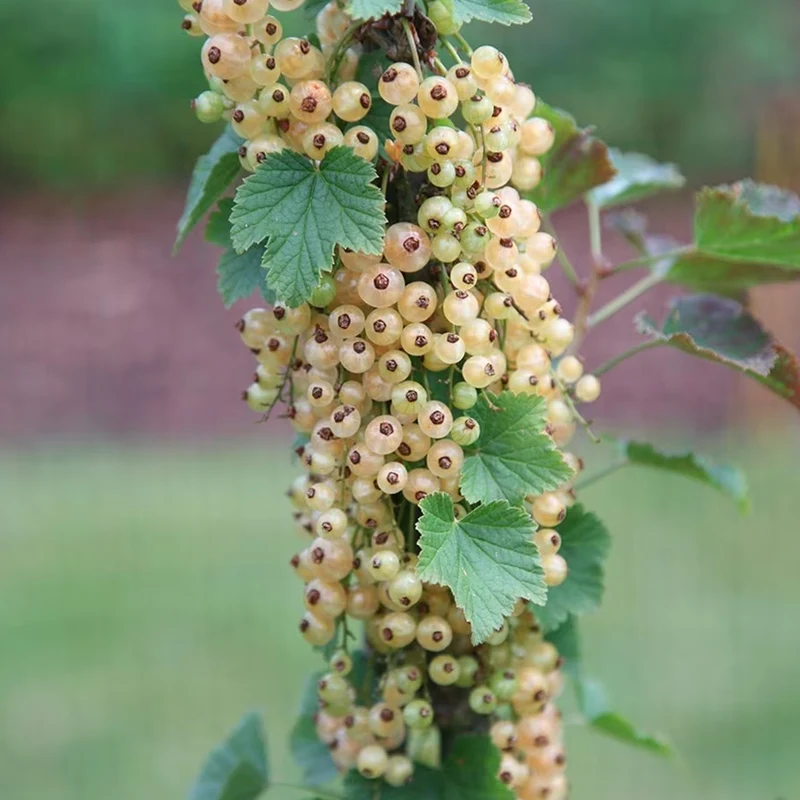 Weiße Johannisbeere 'Blanka'