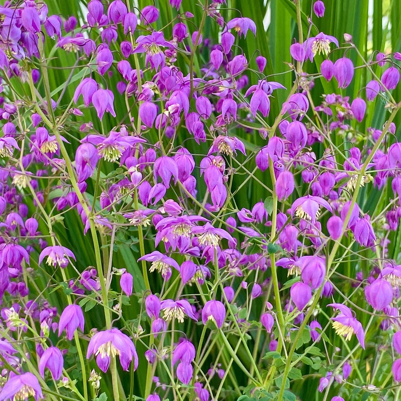Wiesenrauten-Mix