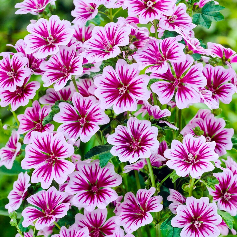 Malve 'Zebrina'