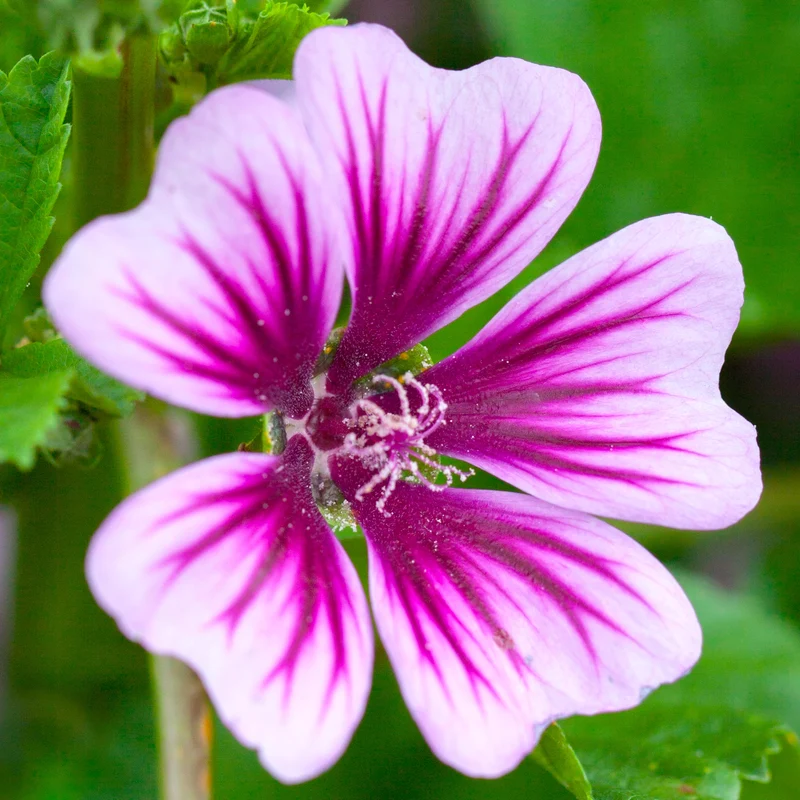 Malve 'Zebrina'