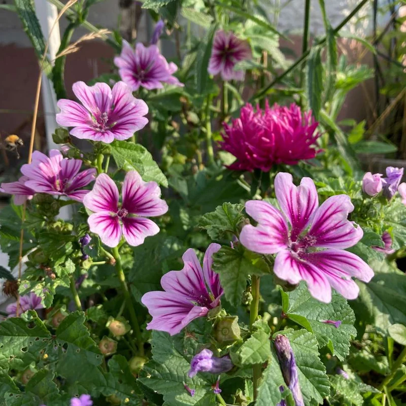 Malve 'Zebrina'