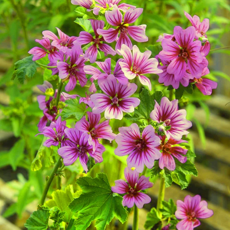 Malve 'Zebrina'