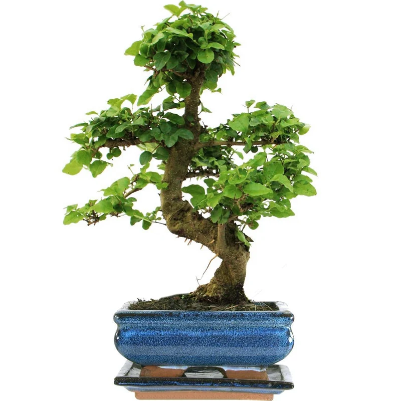 Bonsai 'Ligustrum'