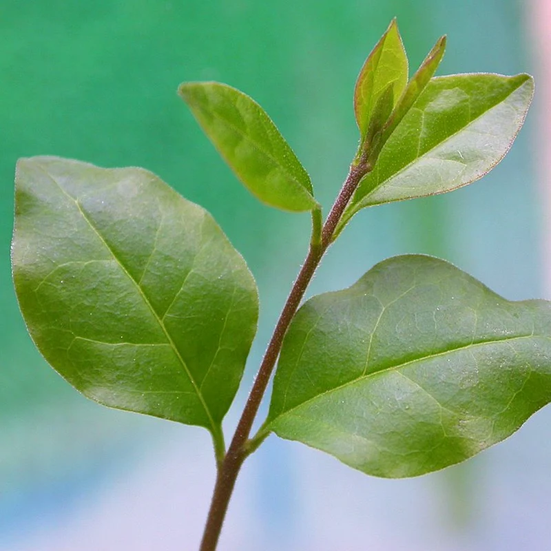 Bonsai 'Ligustrum'