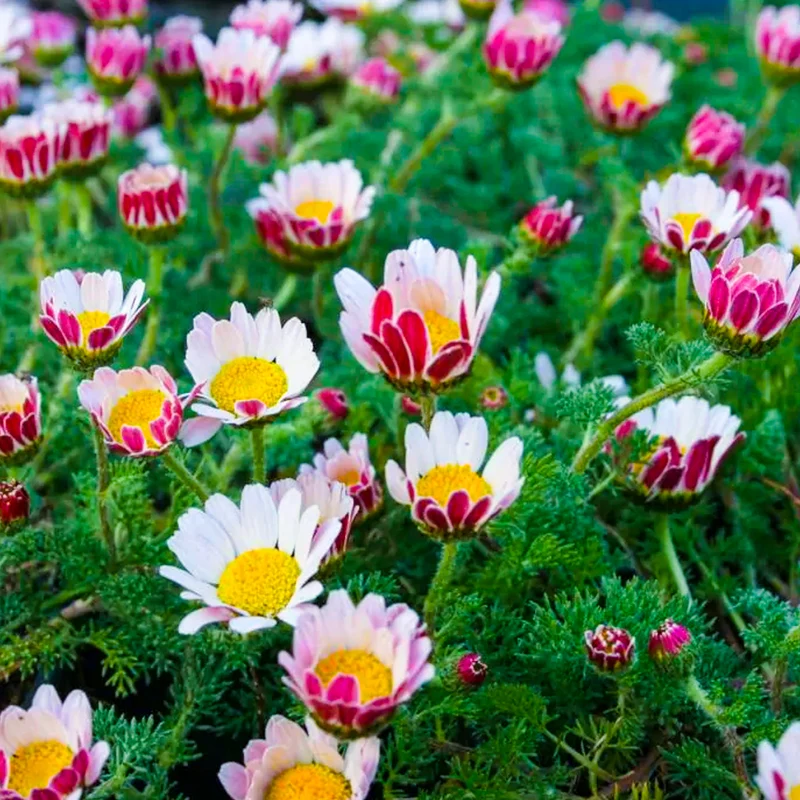 Marokko-Kamille