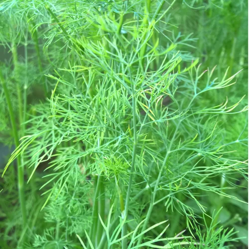 BIO Saatgut Dill, Saatscheiben