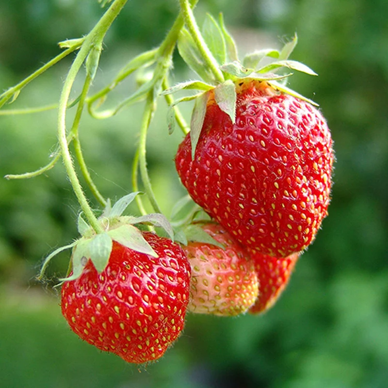Erdbeere 'Elsanta'