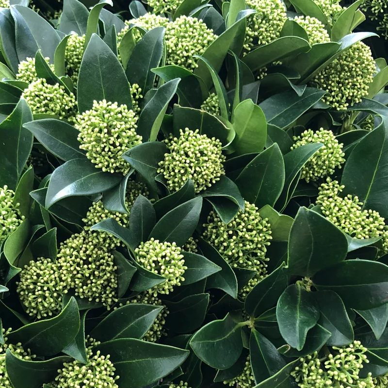 Skimmia 'White Globe'