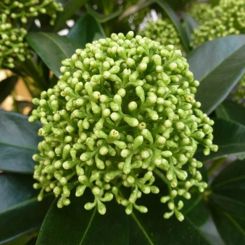 Skimmia 'White Globe'